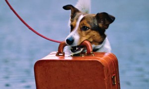 suitcase-doggie