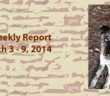 BCSP Report – Week 10